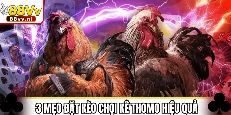 3 mẹo đặt kèo chọi kê Thomo hiệu quả