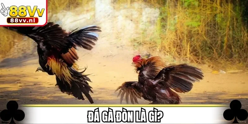 Đá gà đòn là gì?