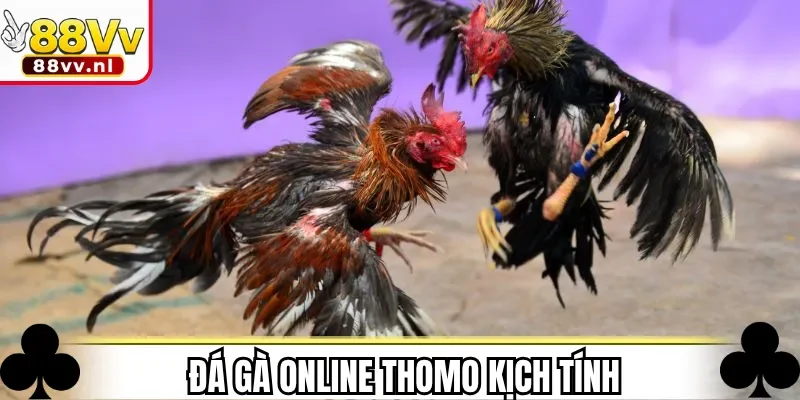 Đá gà online Thomo kịch tính