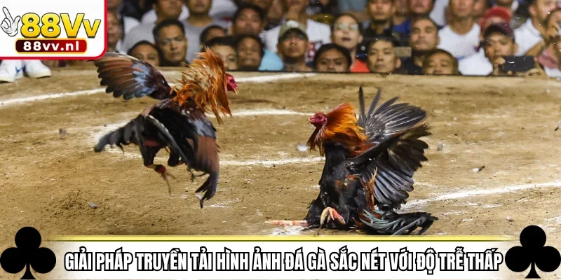 Giải pháp truyền tải hình ảnh đá gà sắc nét với độ trễ thấp