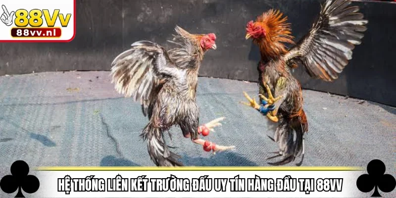 Hệ thống liên kết trường đấu uy tín hàng đầu tại nhà cái 88VV