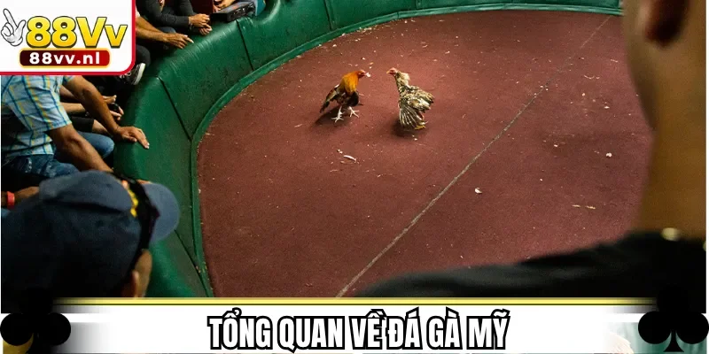 Tổng quan về đá gà Mỹ