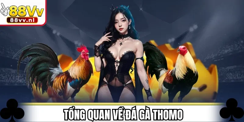 Tổng quan về đá gà Thomo